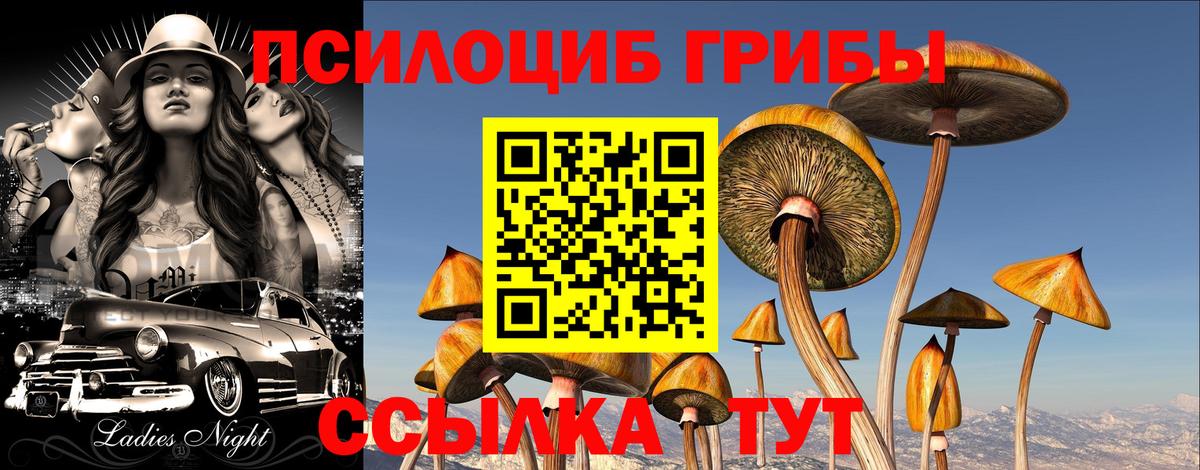 Псилоцибиновые грибы Psilocybine cubensis Баксан
